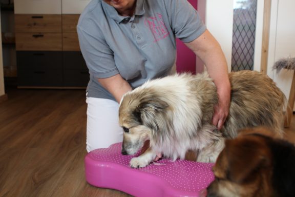 Eine Person hilft einem Hund auf einer balancierten Unterlage. Ein weiterer Hund beobachtet.