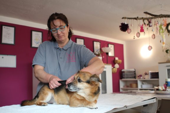 Eine Frau bürstet einen Hund auf einem Tisch in einem farbenfrohen Raum.