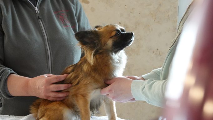 Eine Person hält einen kleinen Hund während einer Untersuchung.